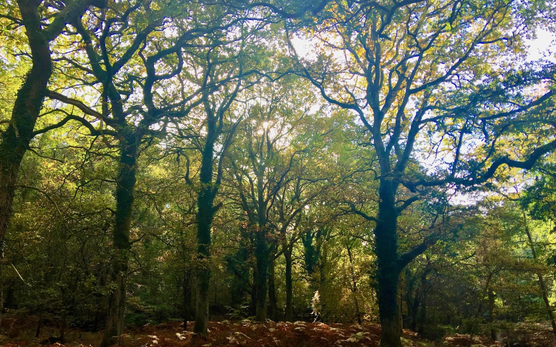 Young trees in a British woodland planted through Omni's carbon offsetting