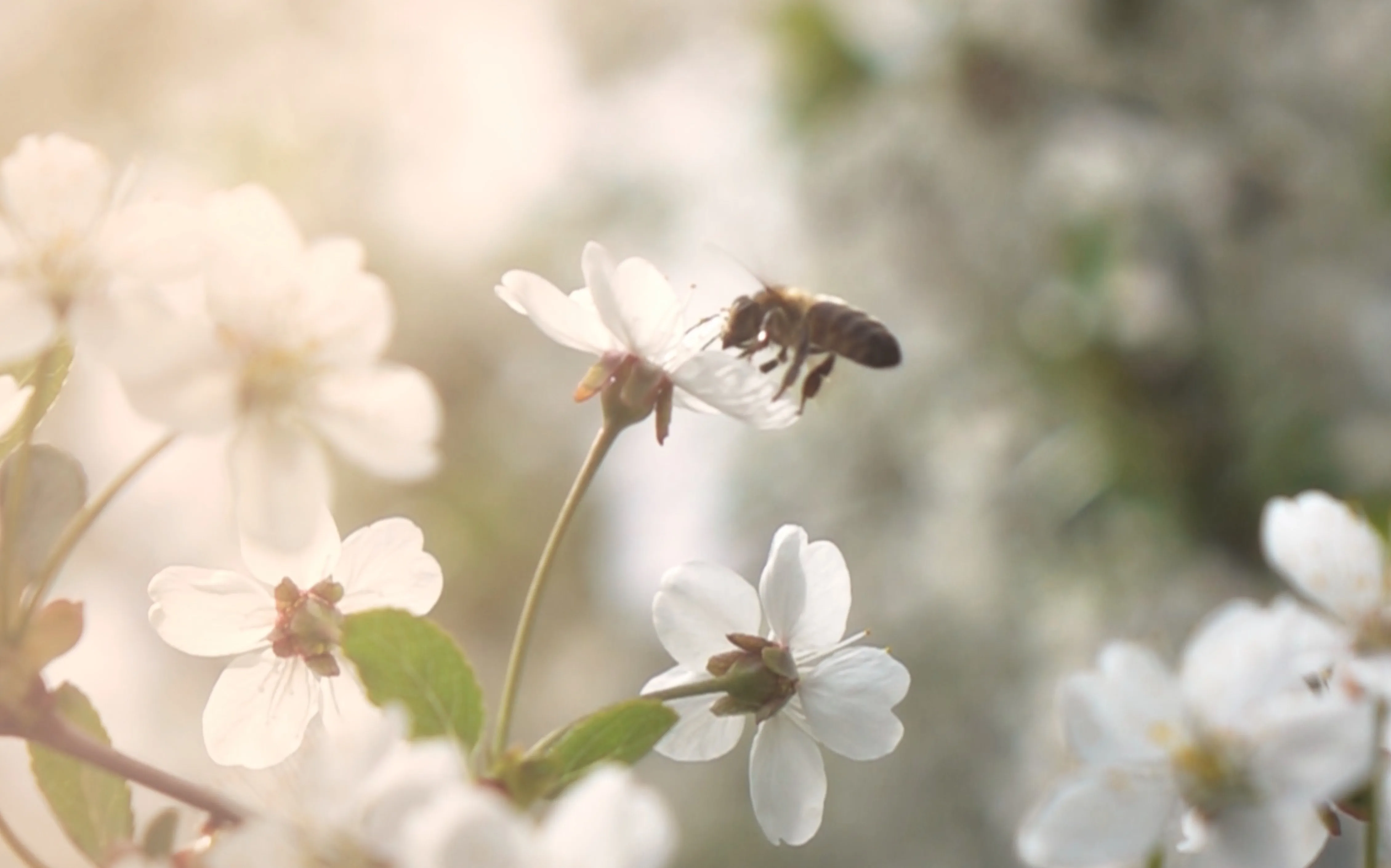 A bee on a daisy
