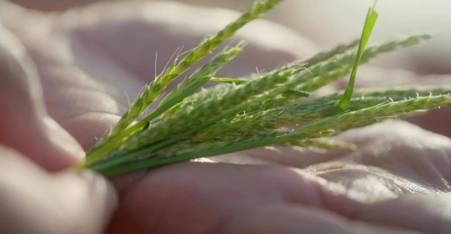 Close up of grasses