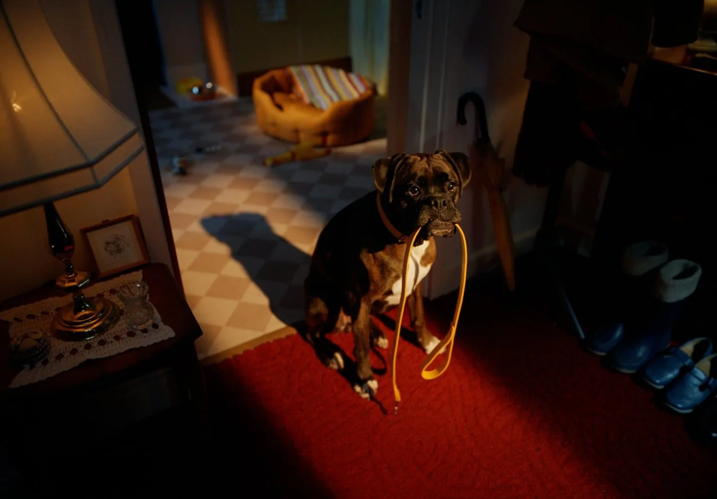 Dog looking hopeful with lead in its mouth.