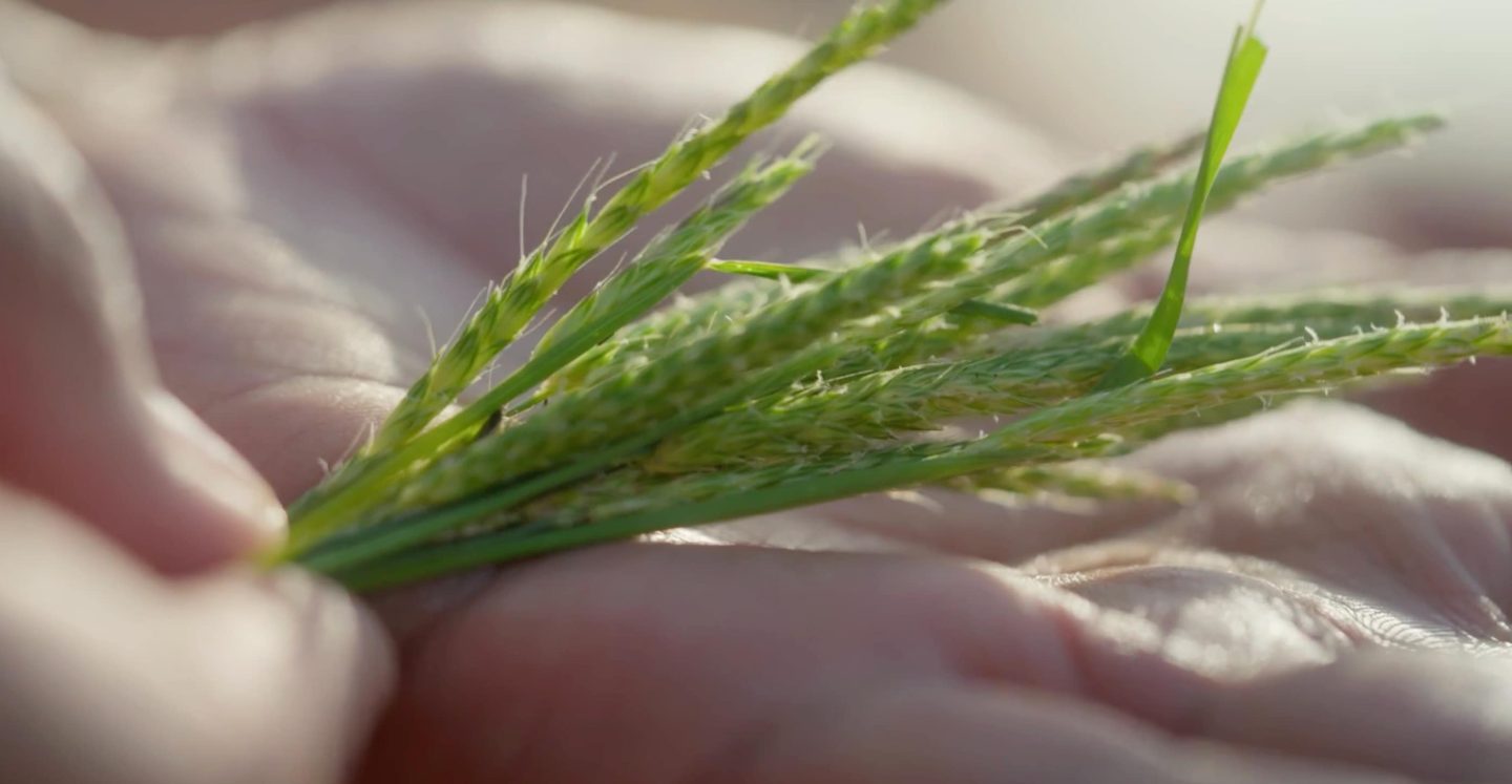 Close up of grasses