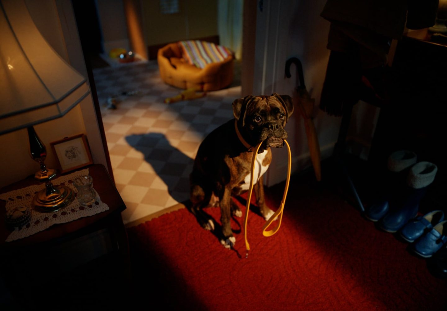Dog looking hopeful with lead in its mouth.